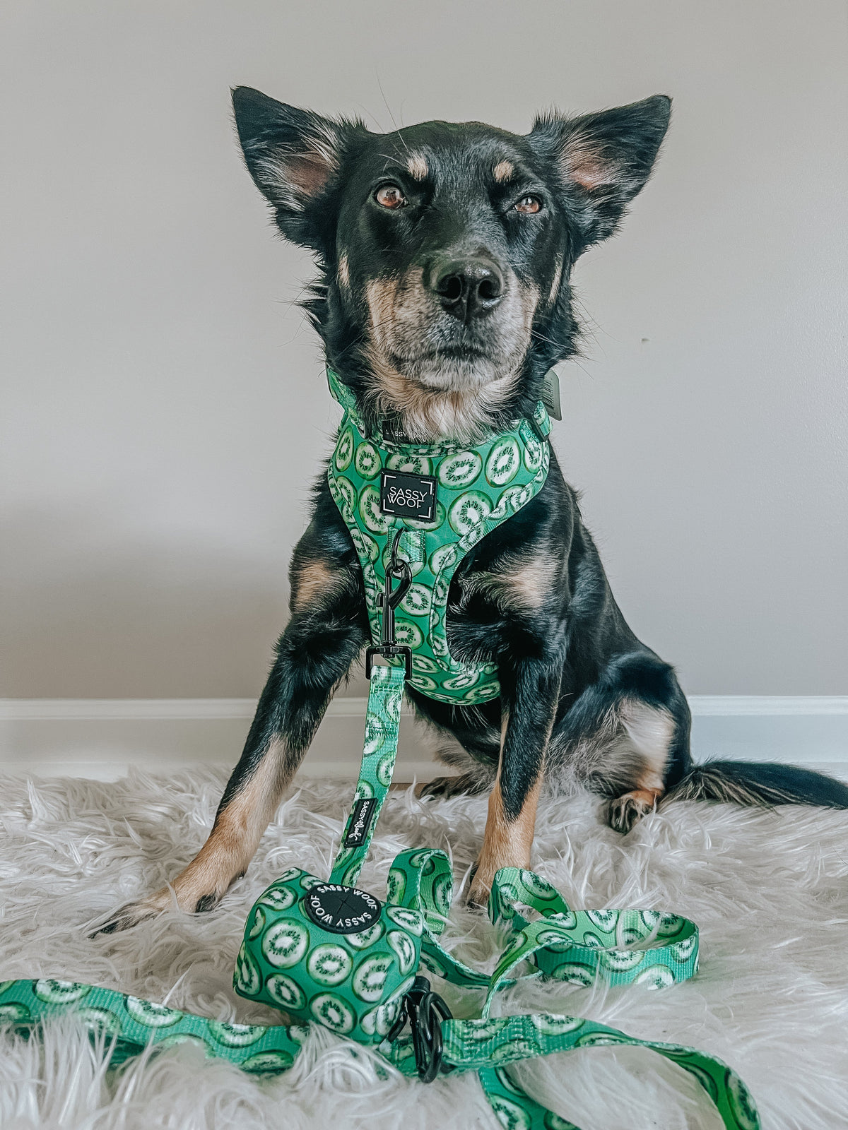 Dog Leash - Kiwi Krazy
