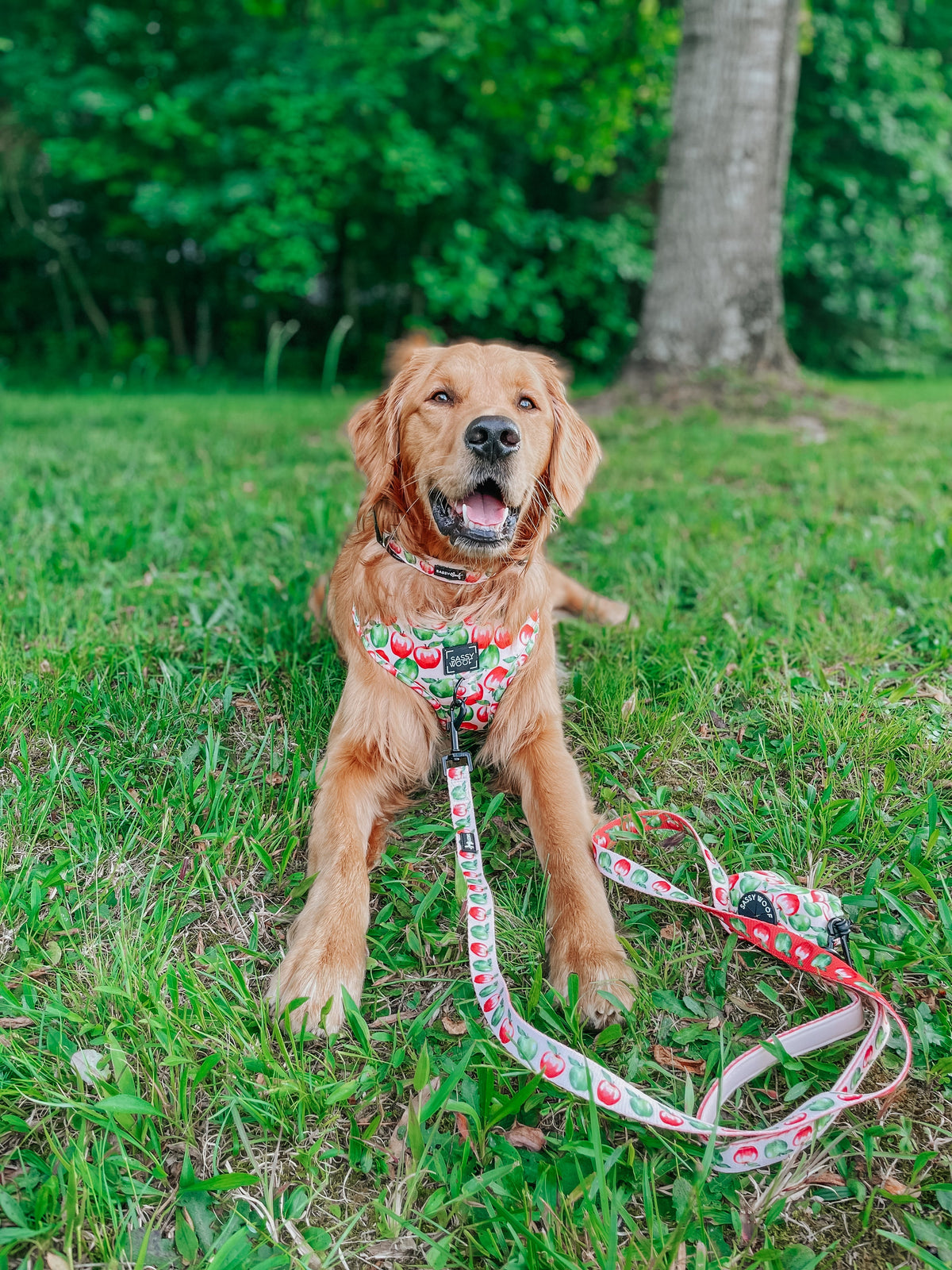 Dog Leash - Apple of My Eye