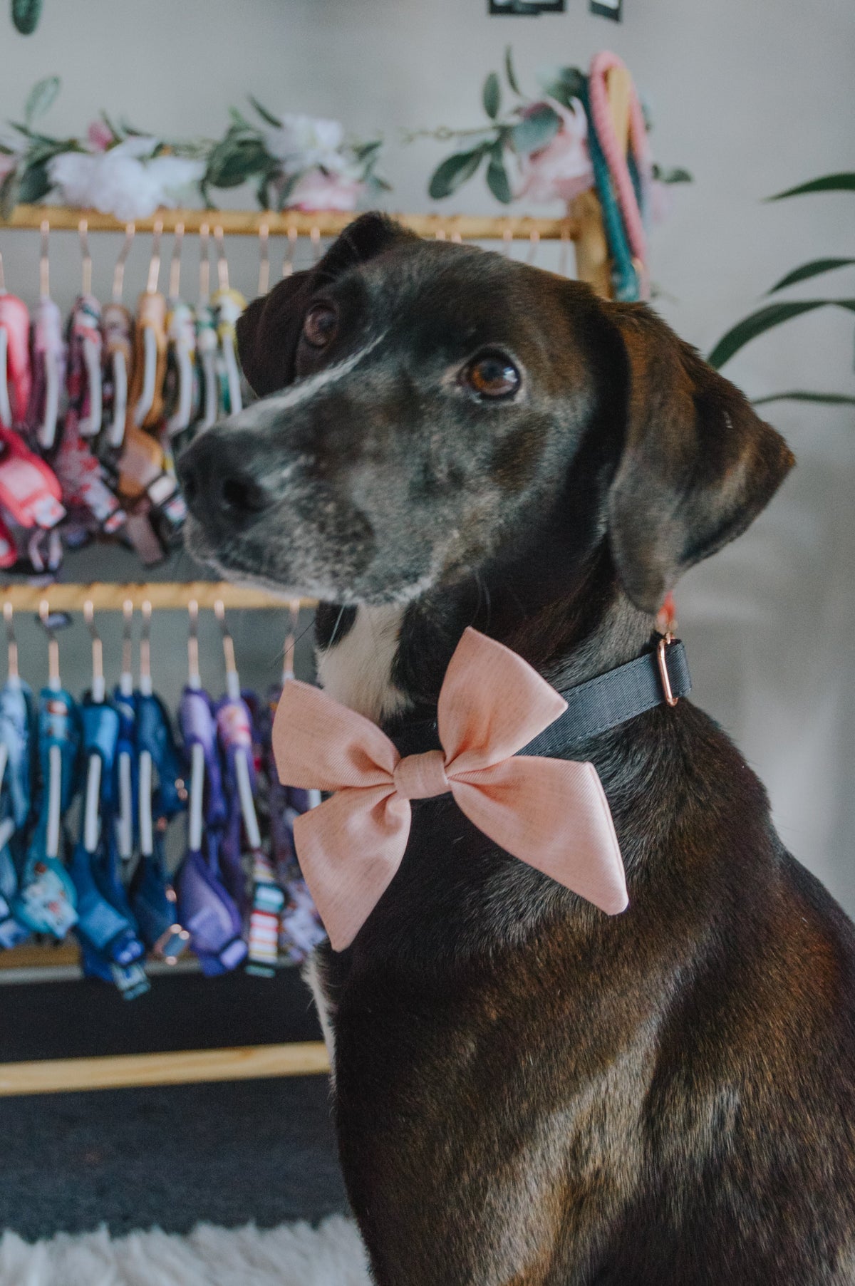 Dog Sailor Bow - Pinot