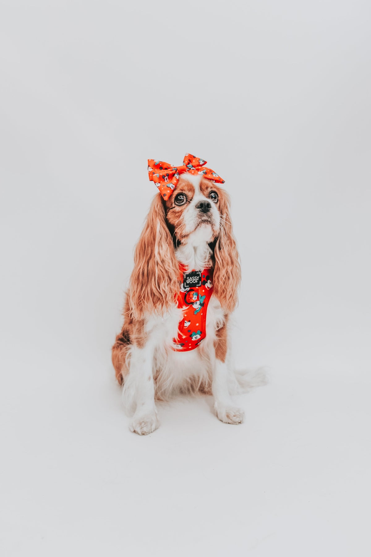 Dog Sailor Bow - Disney Holiday Collection