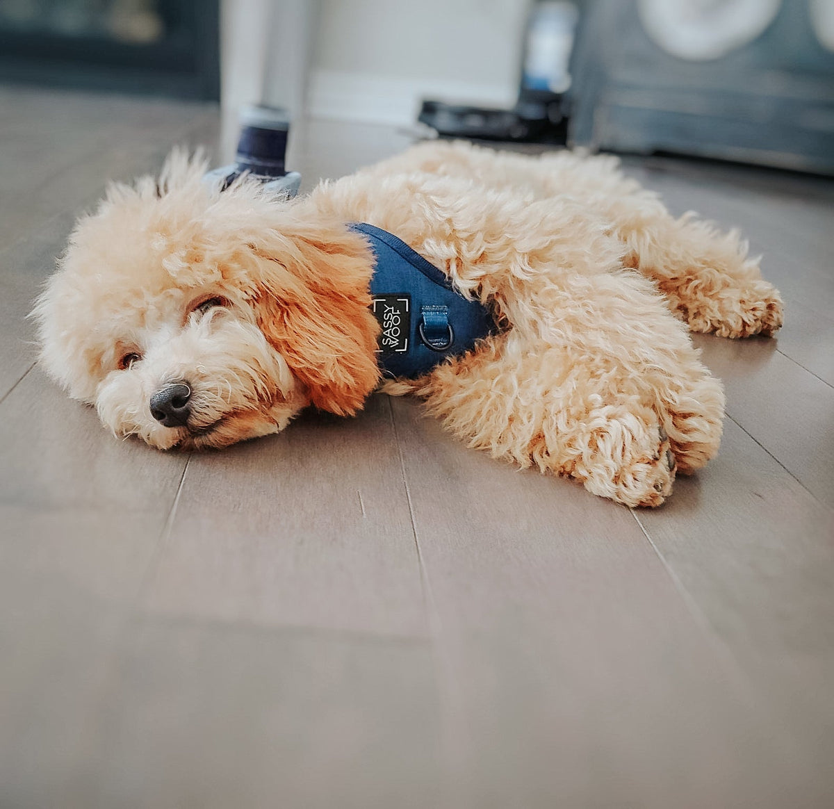 Dog Adjustable Harness - Twilight
