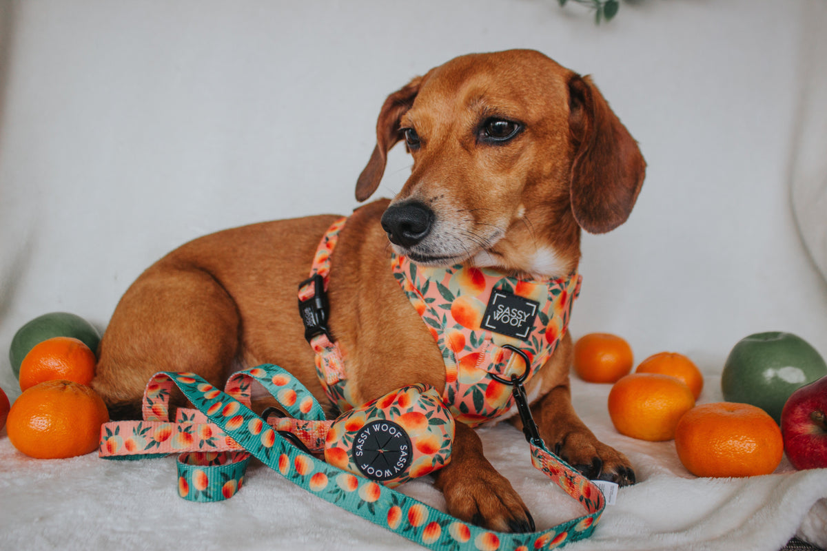 Dog Adjustable Harness - Mango Tango