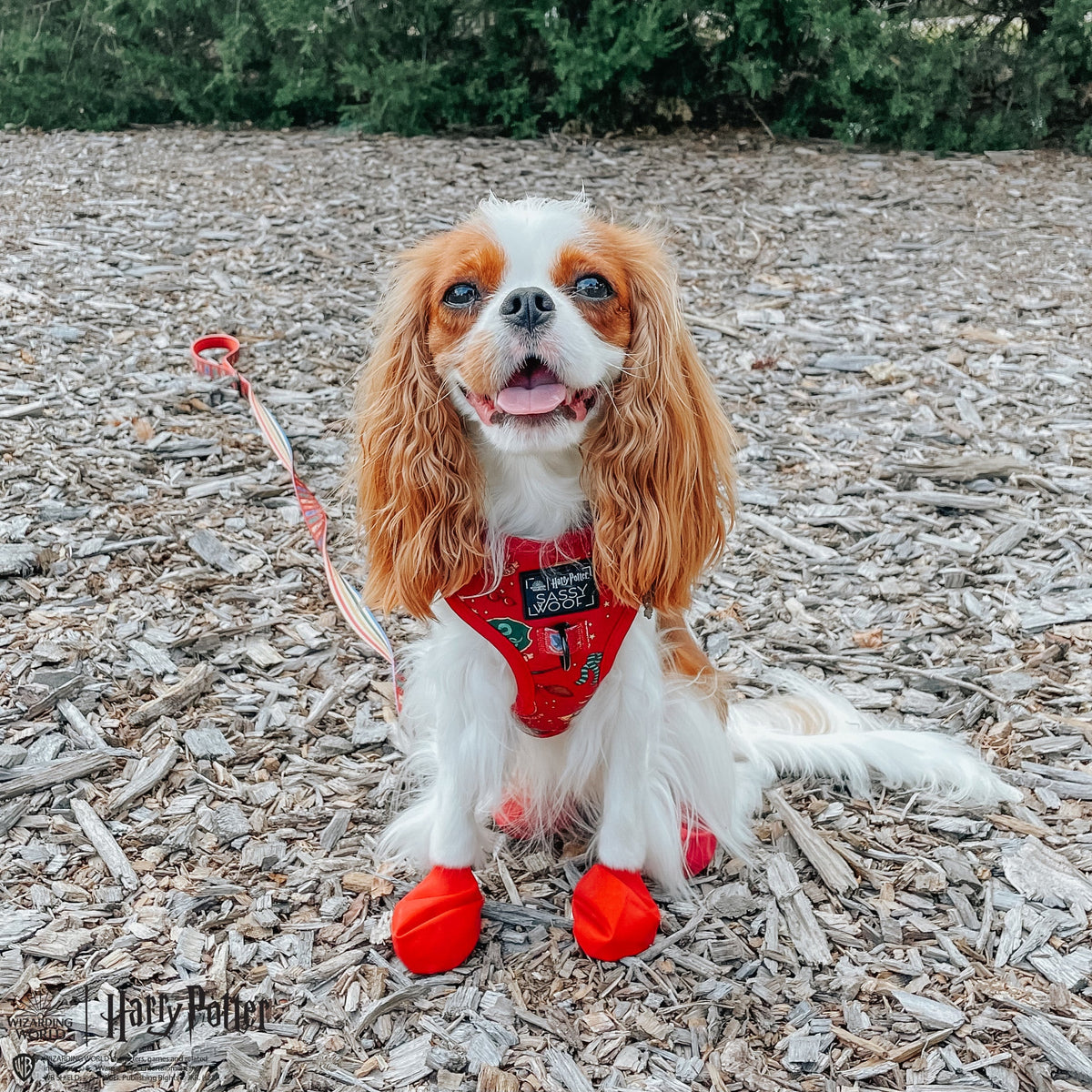 Dog Adjustable Harness - Harry Potter™