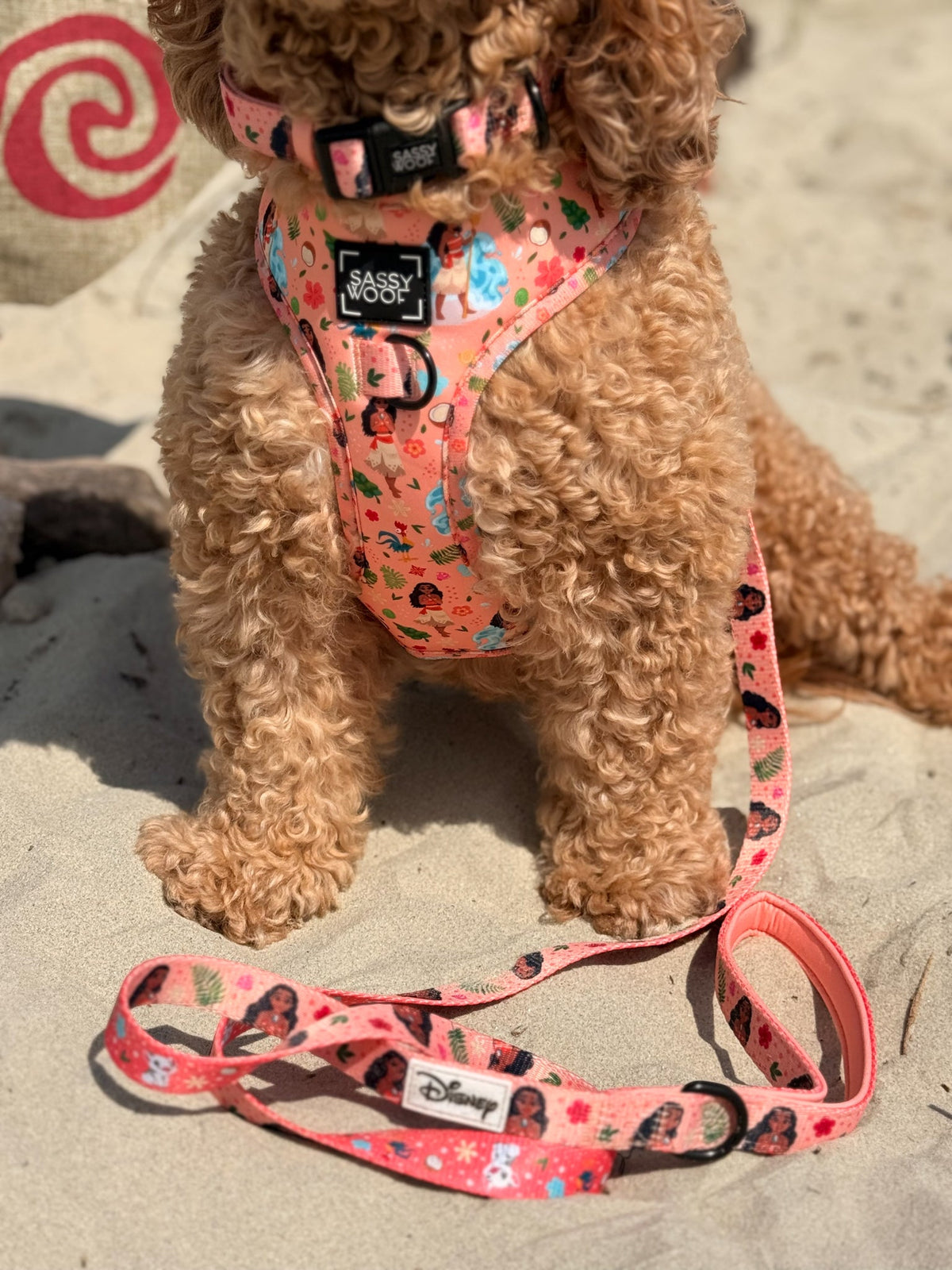 Dog Collar - Disney's Moana