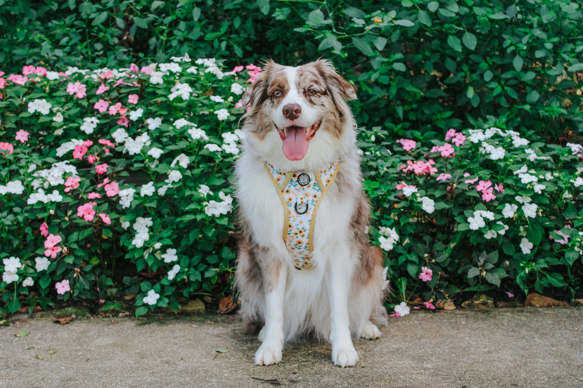 Dog Two Piece Bundle - Sunflower Dreams