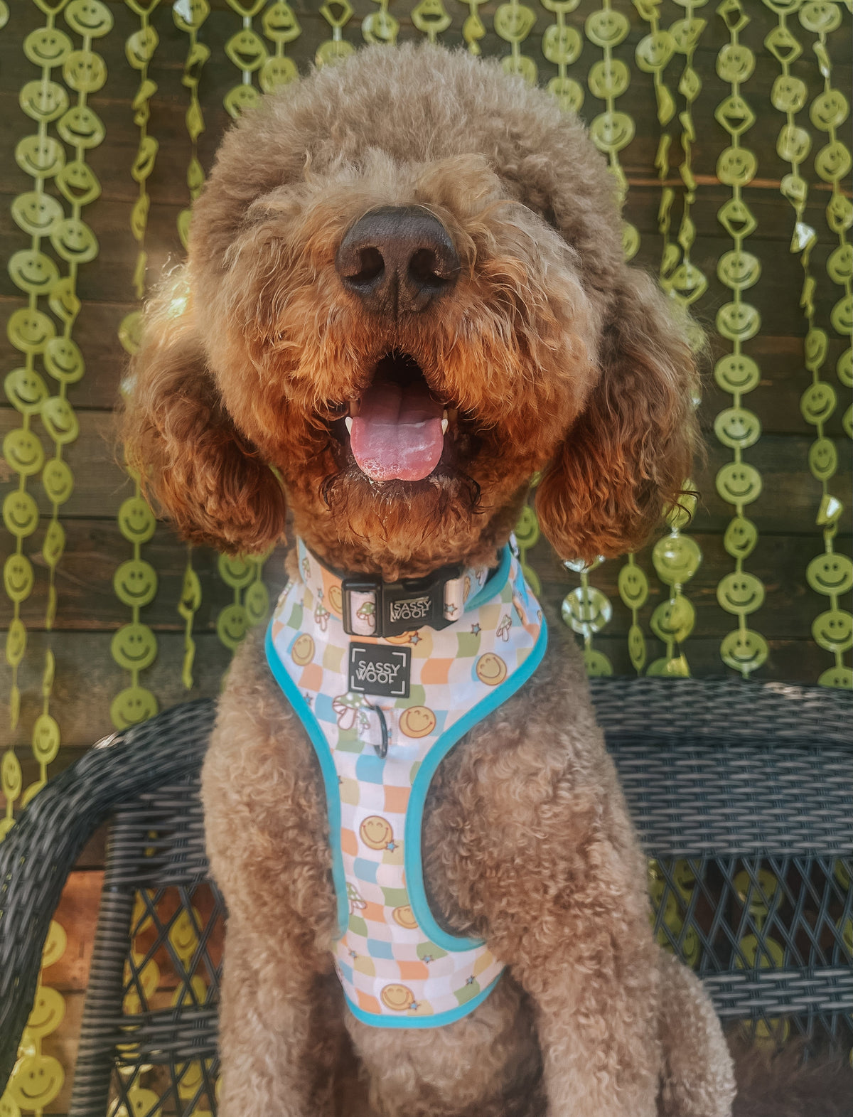 Dog Collar - Mush Love
