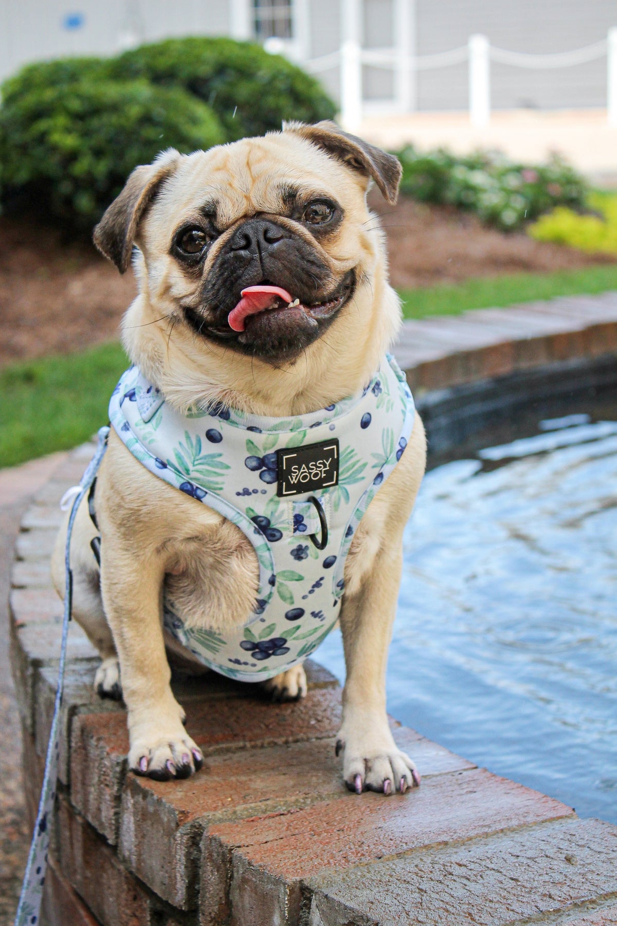 Dog Adjustable Harness - Berry Sassy