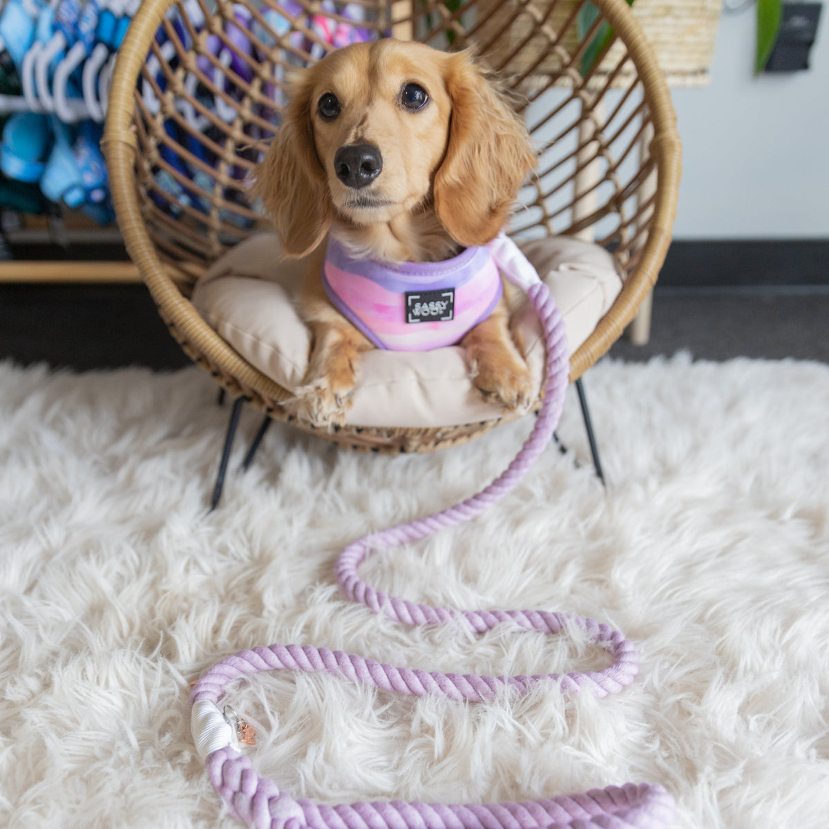 Dog Rope Leash - Lavender