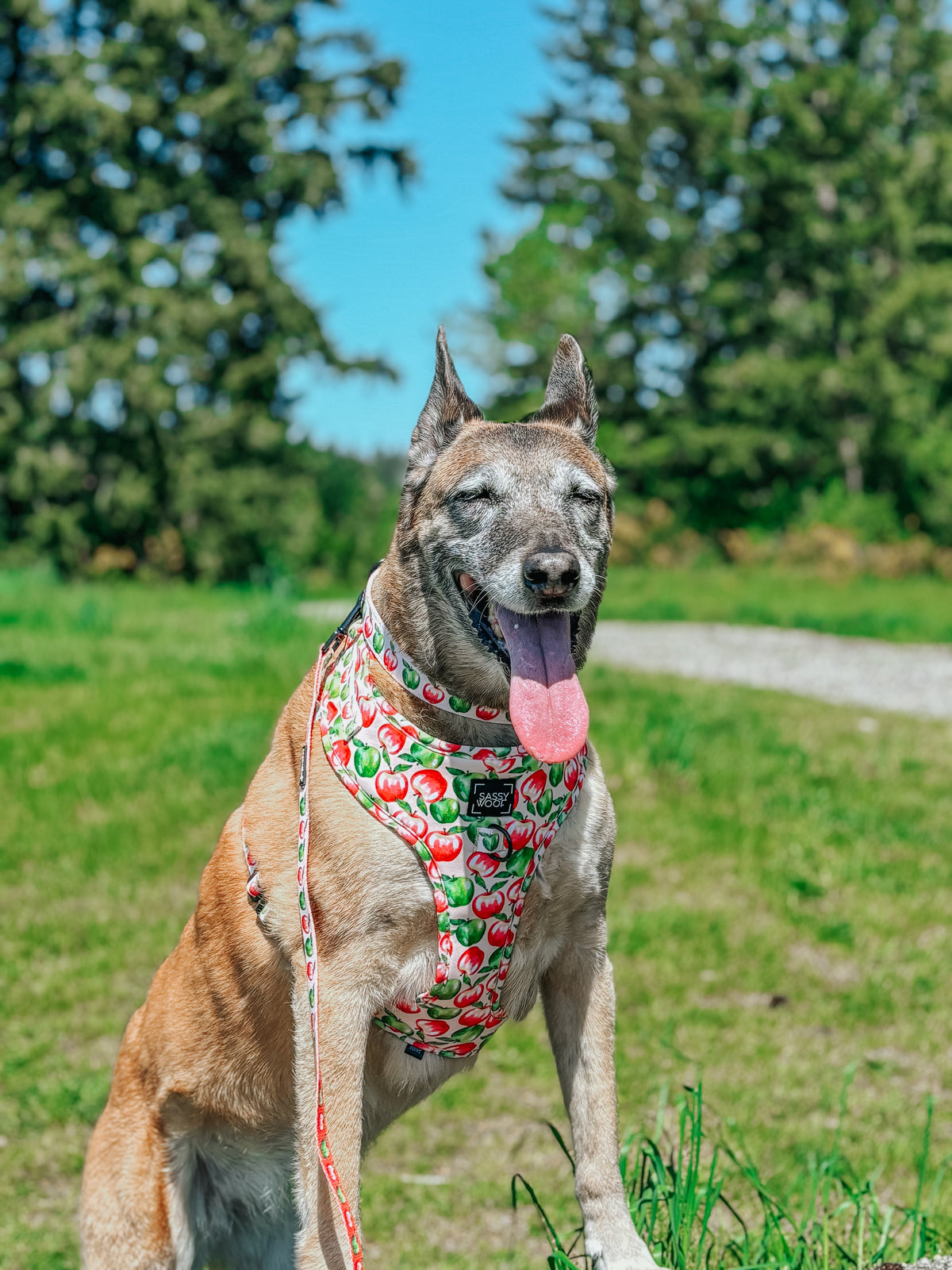 Dog Adjustable Harness - Apple of My Eye