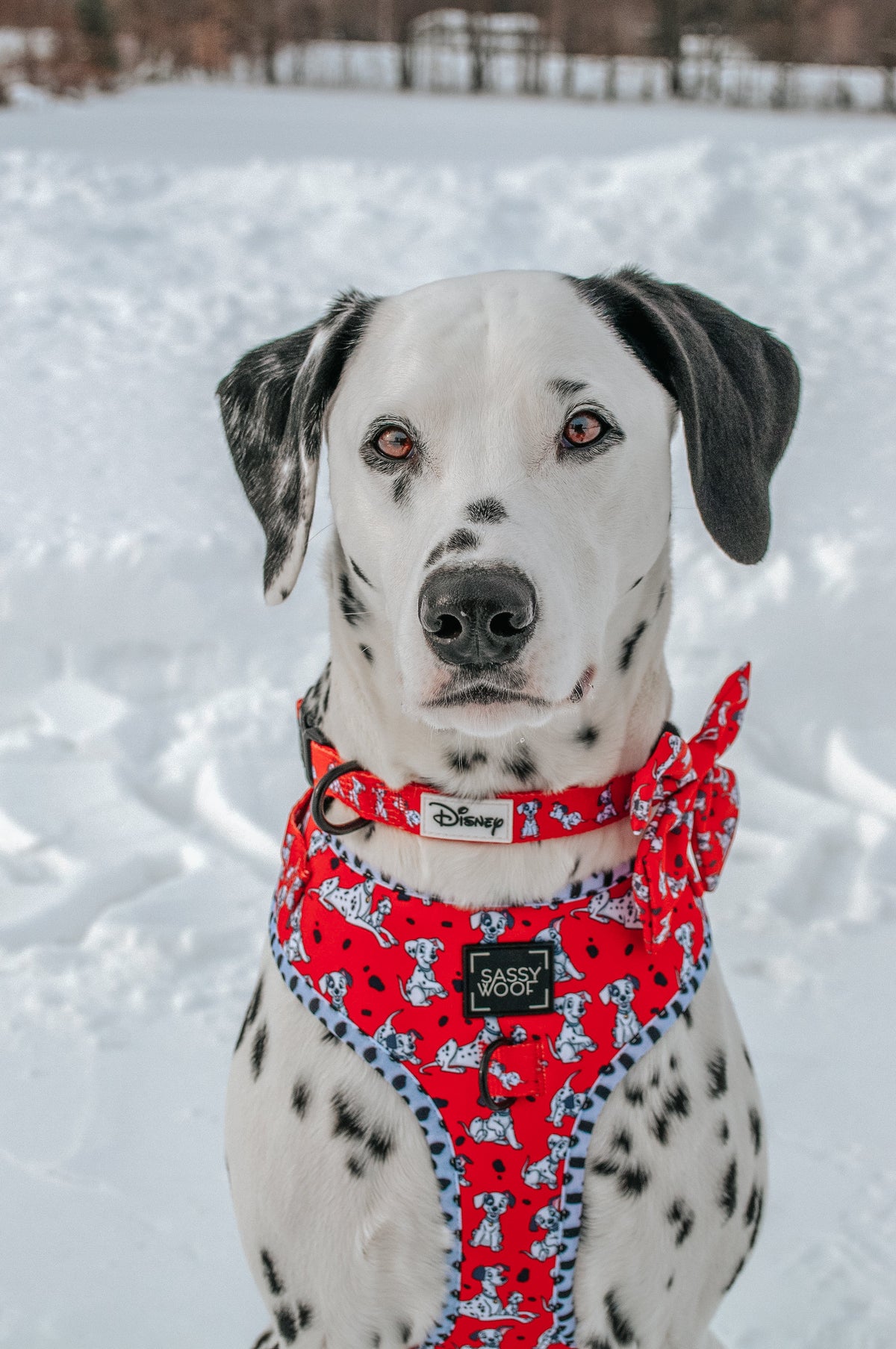 Dog Sailor Bow - Disney's 101 Dalmatians