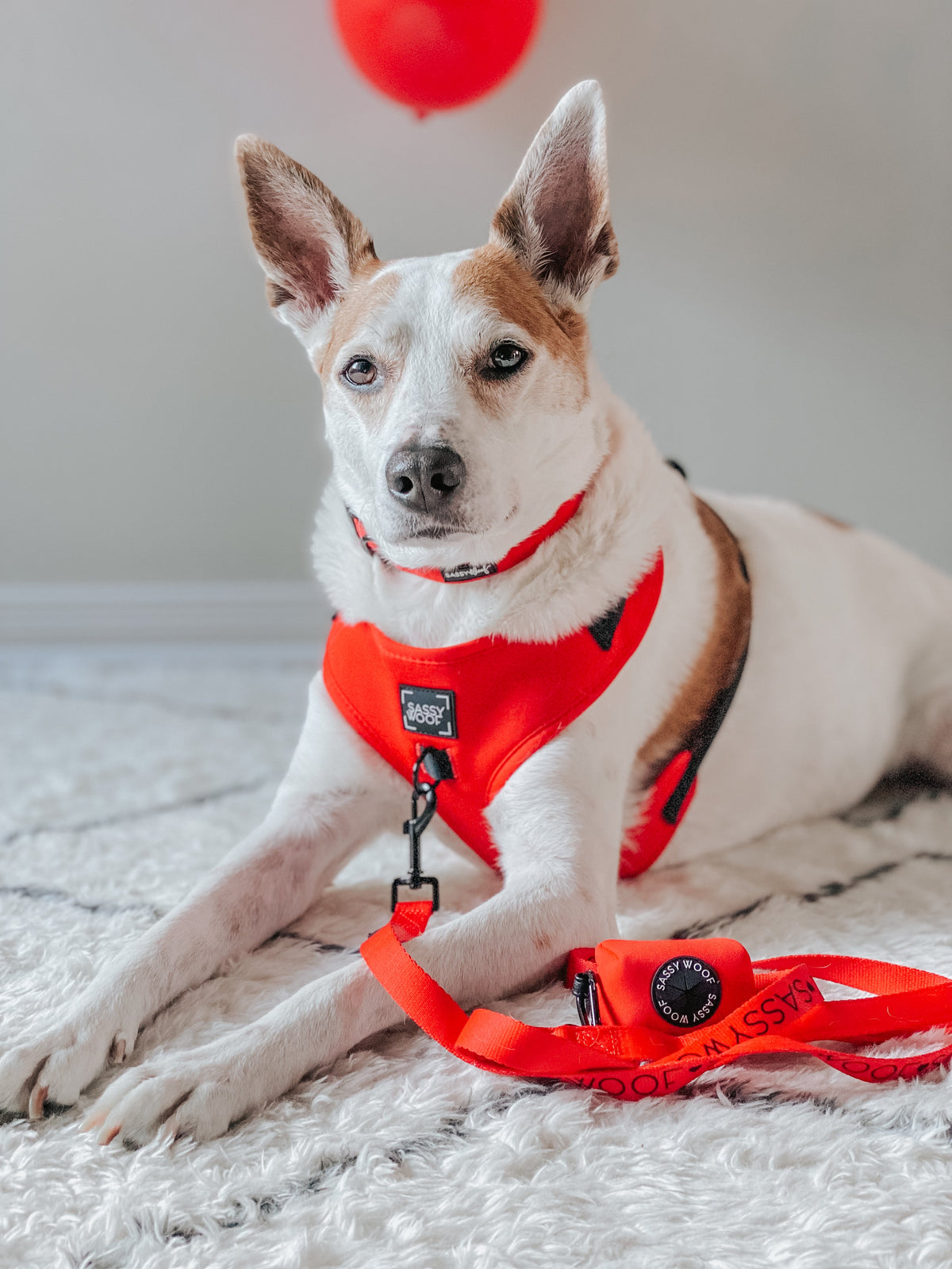 Dog Four Piece Bundle - Neon Red