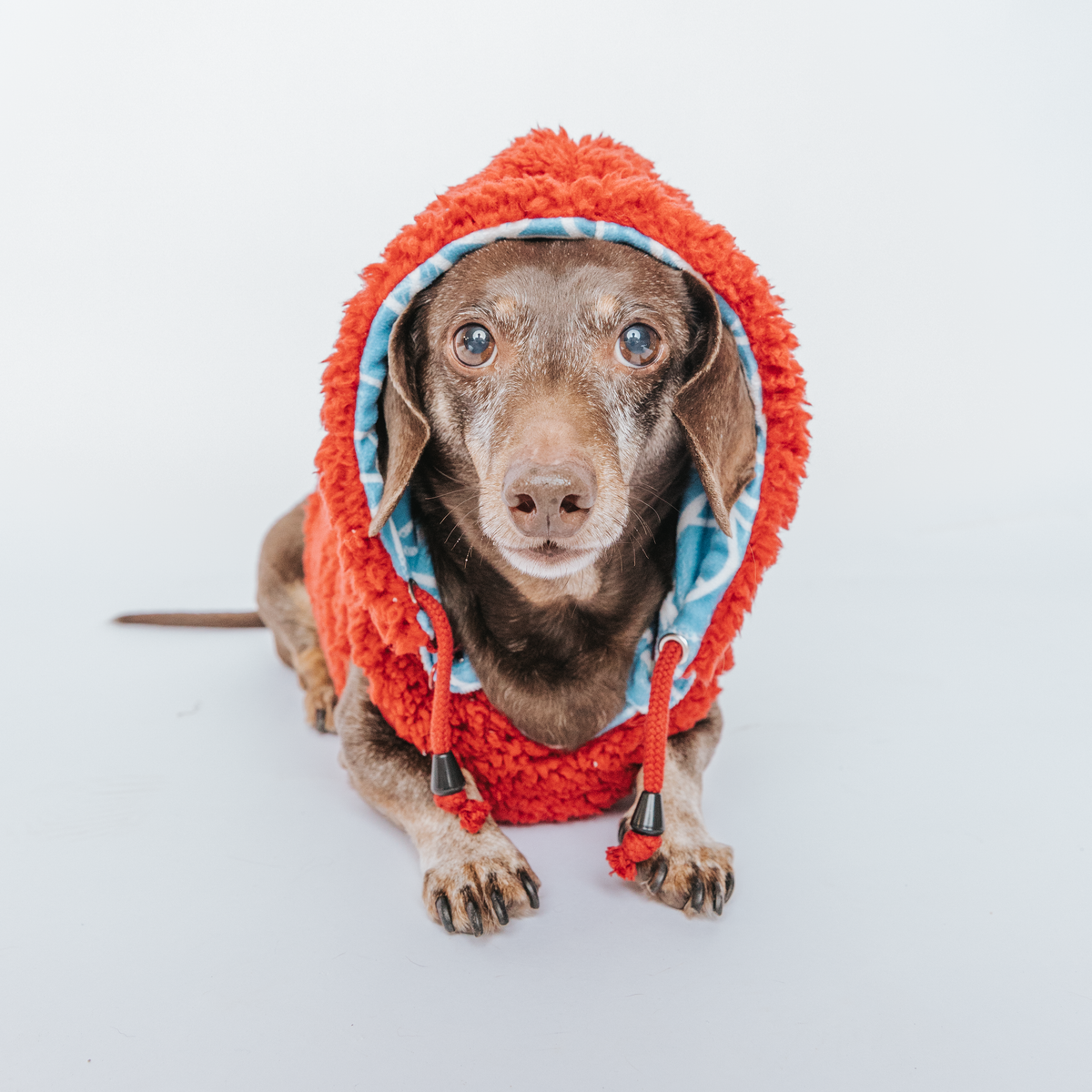 Dog Reversible Sherpa Jacket - Marvel’s Spider-Man