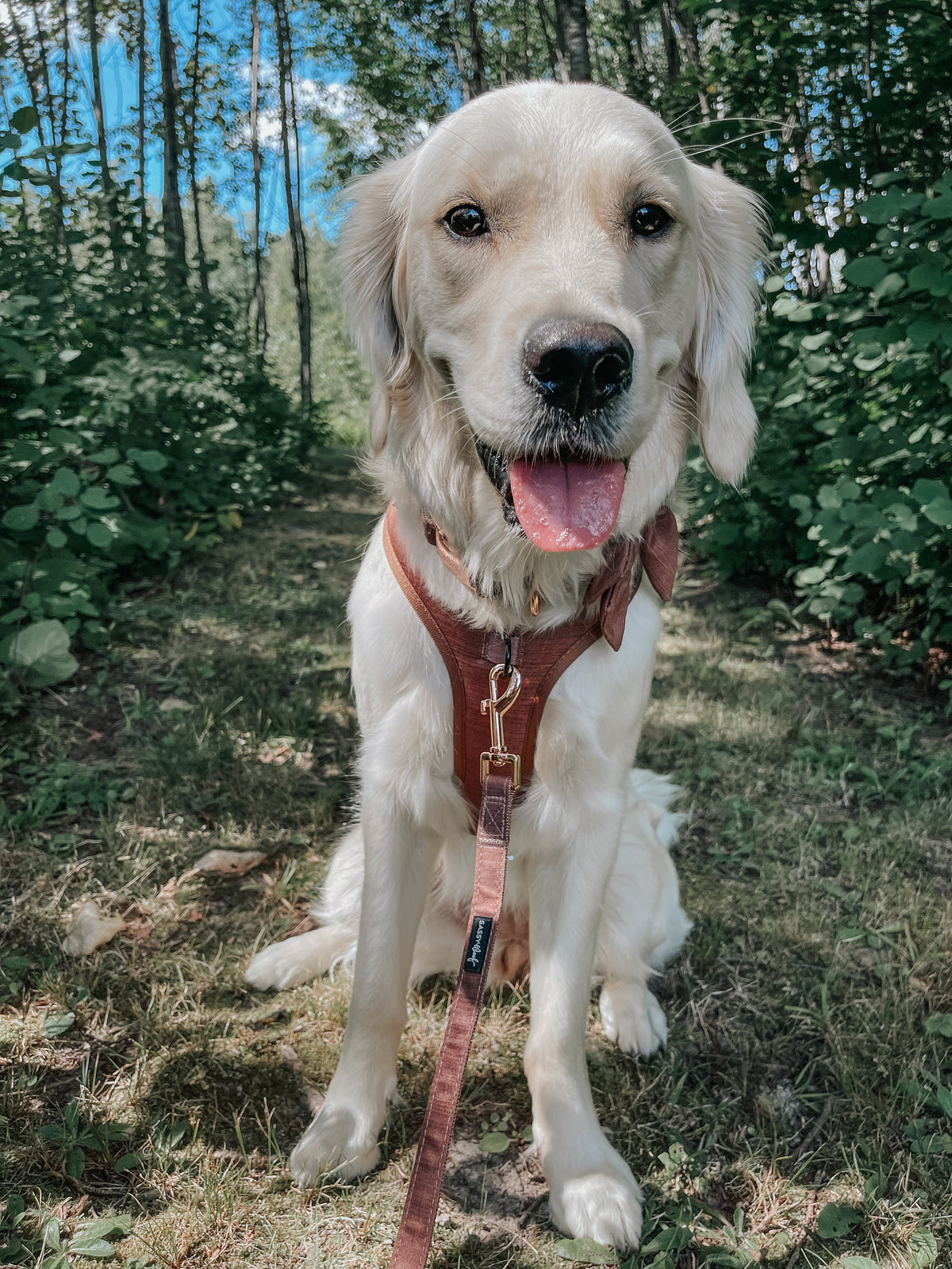 Dog Leash - Teddy