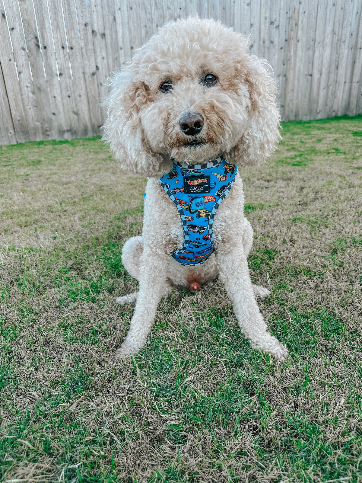 Dog Two Piece Bundle - Hot Wheels™