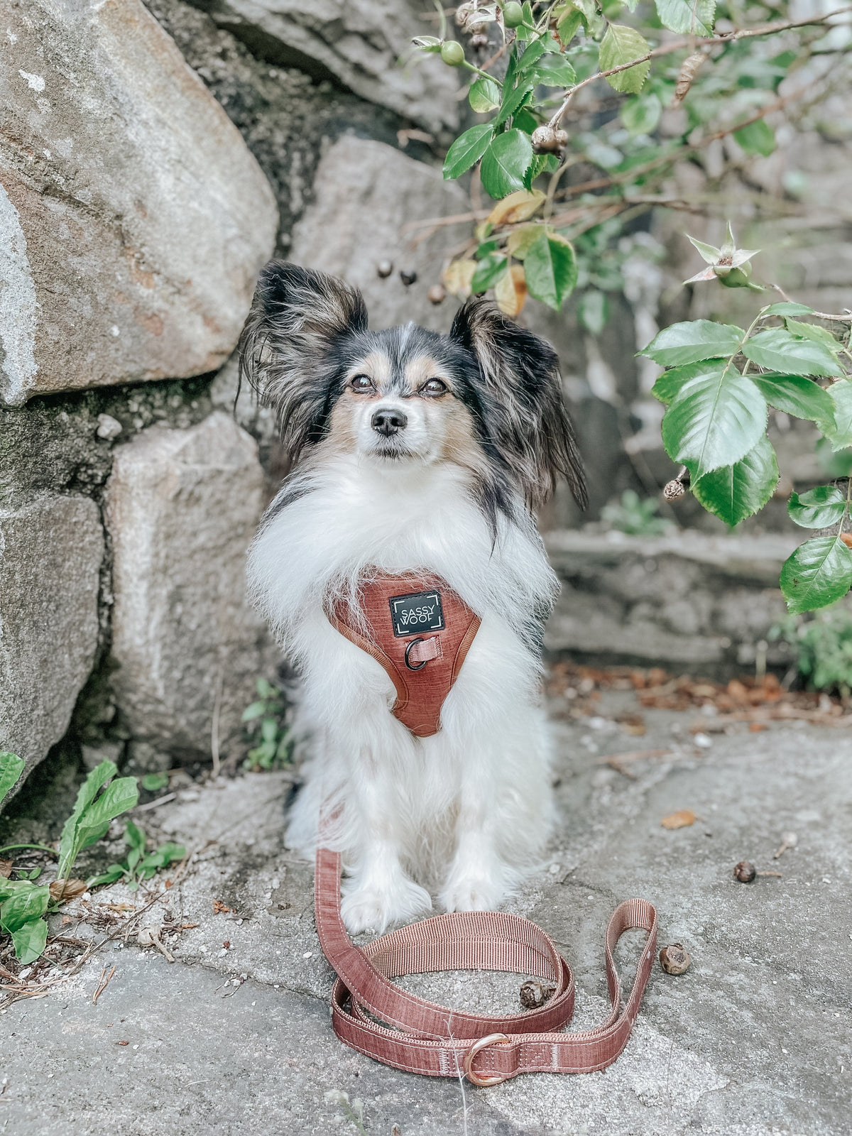 Dog Leash - Teddy