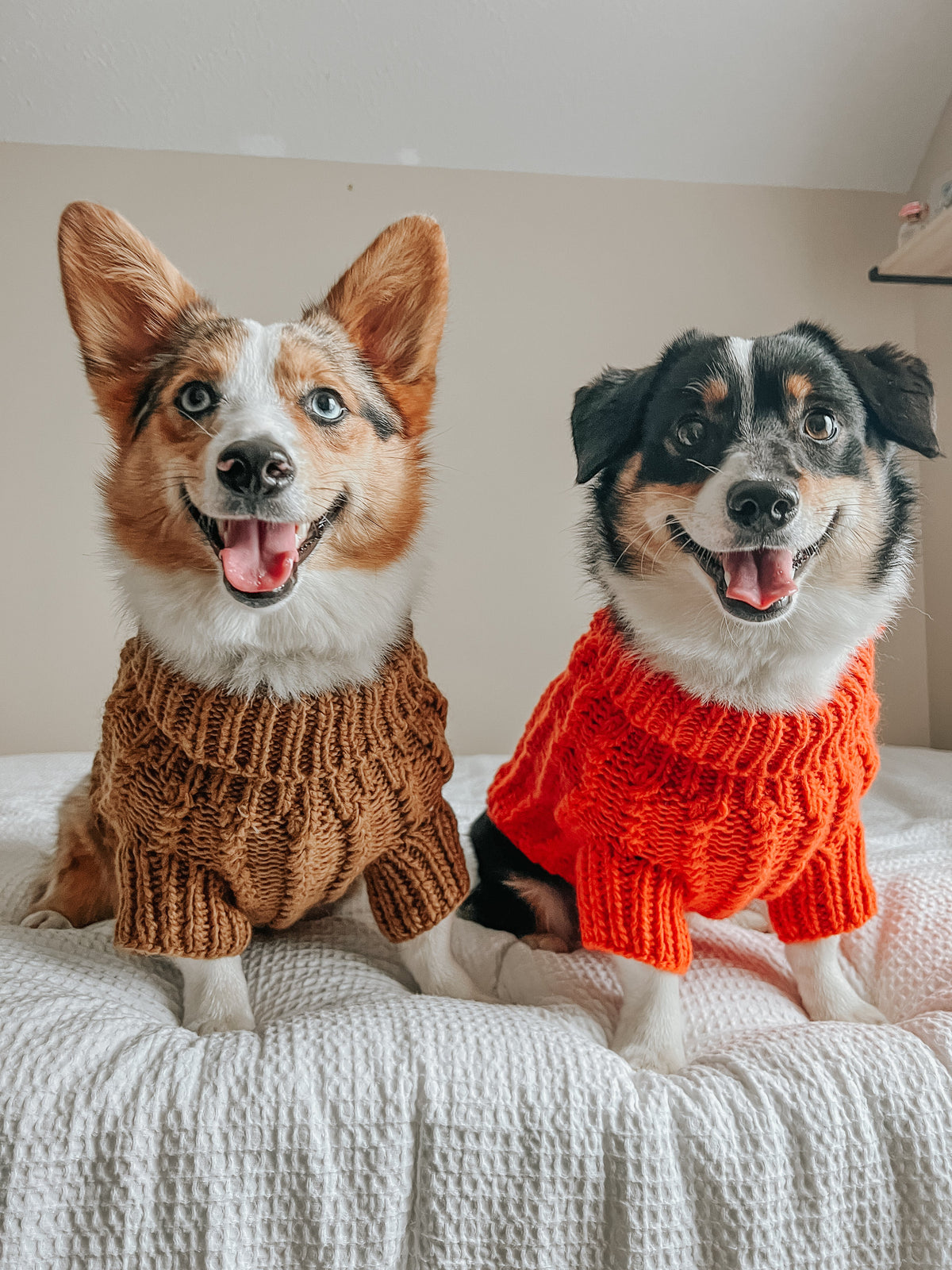 Pet Cable Knit Sweater - Brown