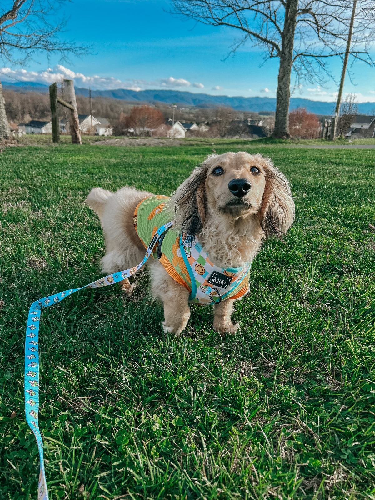 Dog Adjustable Harness - Mush Love