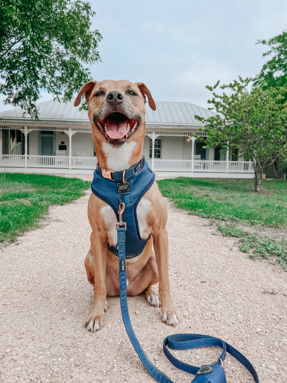 Dog Adjustable Harness - Twilight