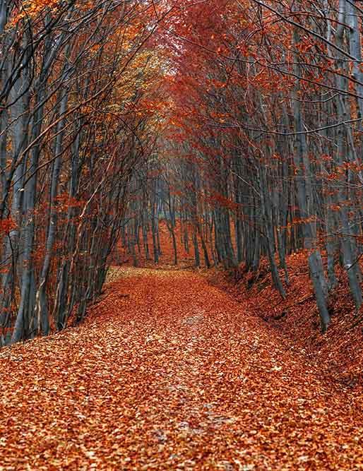 Autumn Forest Road With Fallen Leaves Photography Backdrop N-0091 Shopbackdrop