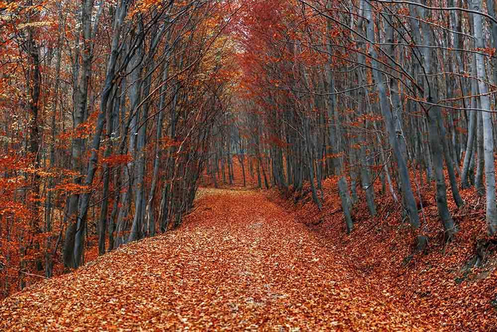 Autumn Forest Road With Fallen Leaves Photography Backdrop N-0091 Shopbackdrop
