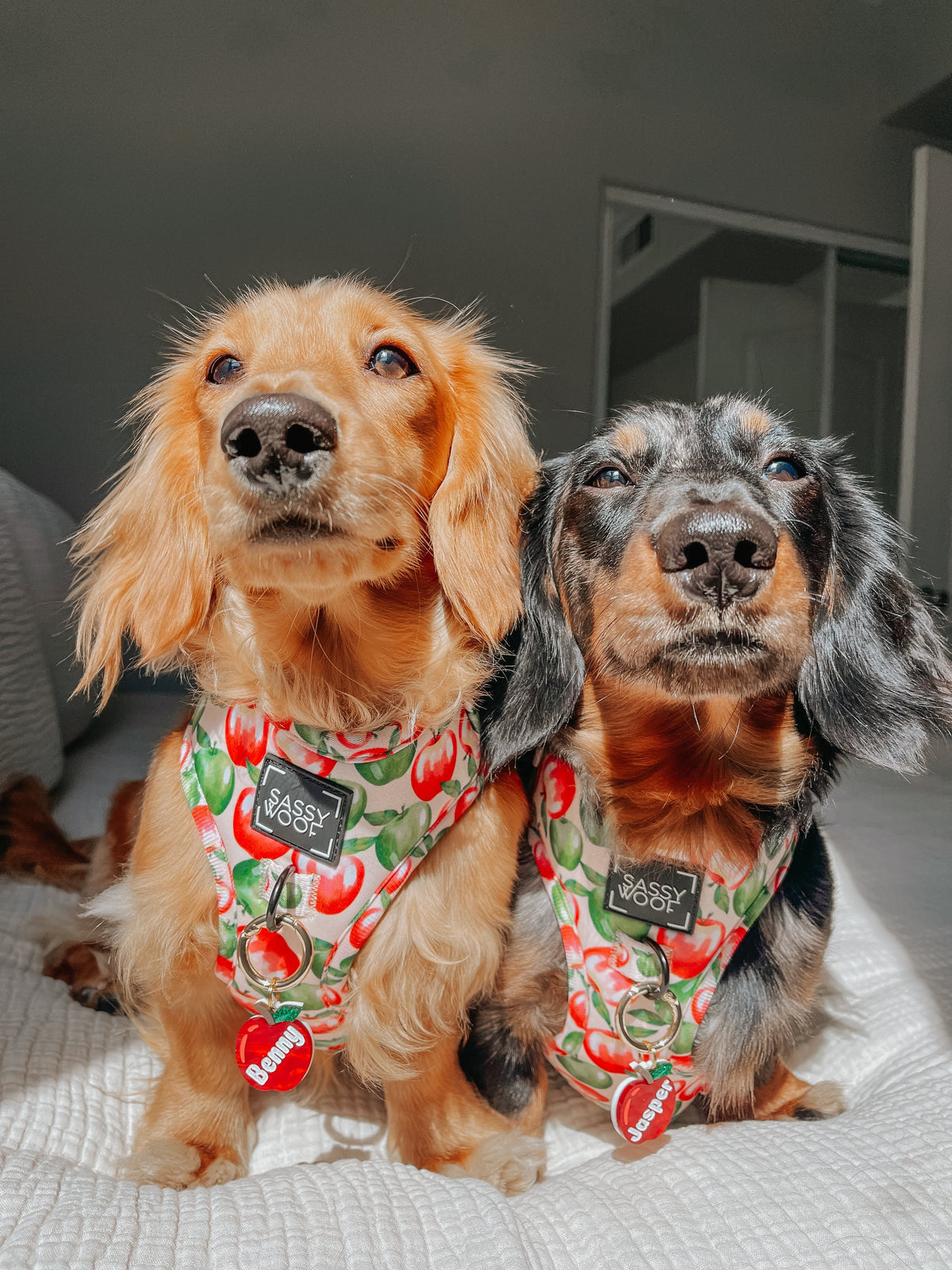Dog Adjustable Harness - Apple of My Eye
