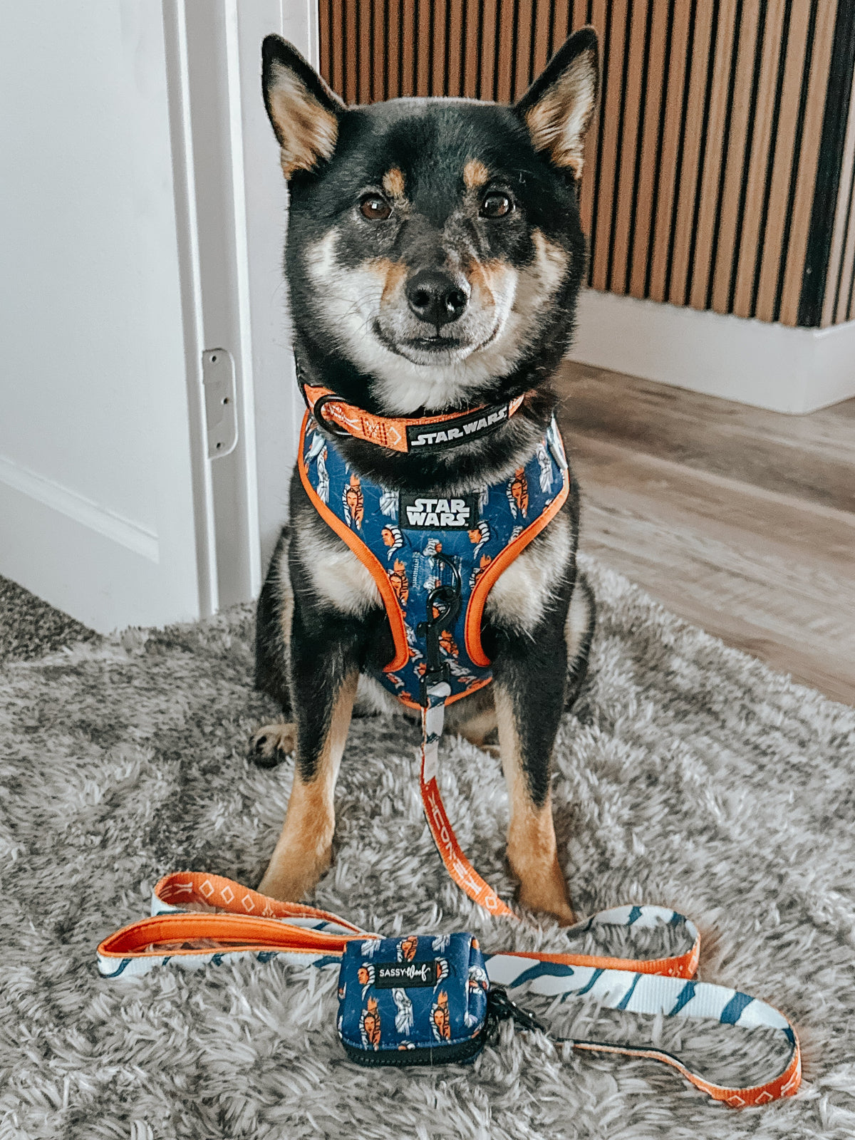 Dog Collar - STAR WARS™ Ahsoka