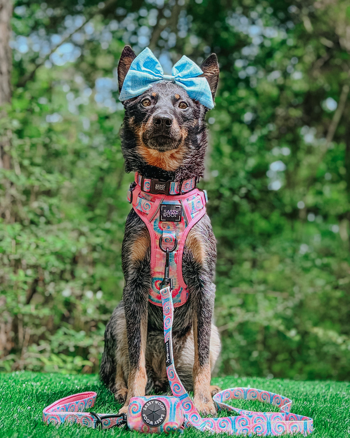 Dog Collar - Good Vibes