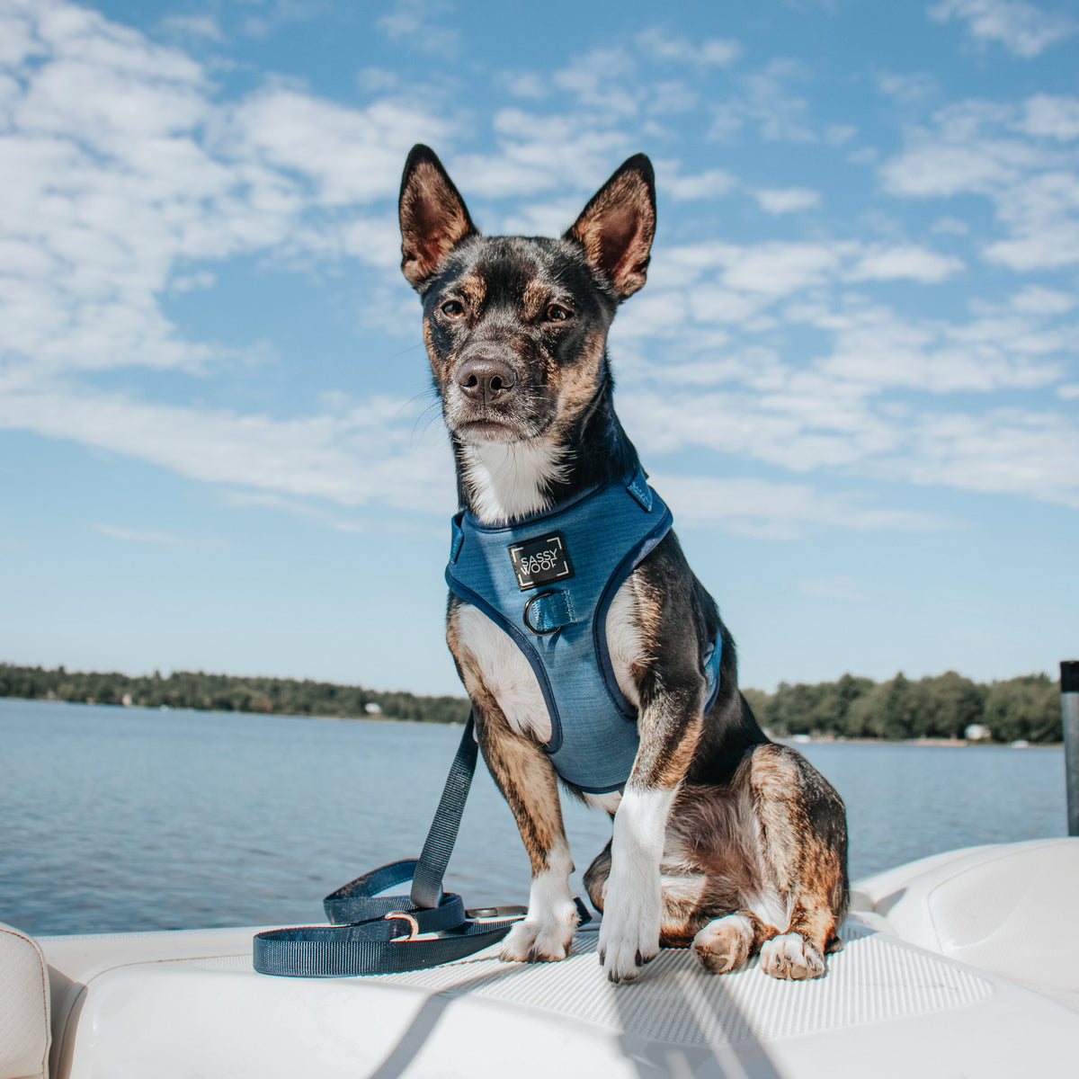 Dog Adjustable Harness - Twilight