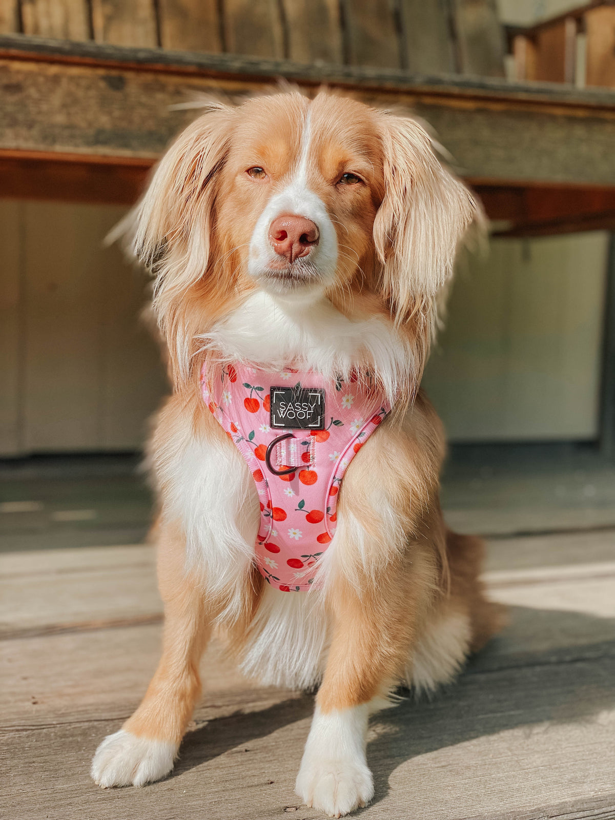 Dog Adjustable Harness - Mon Chérry