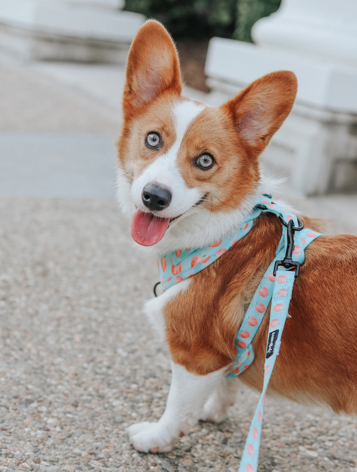 Dog Leash - Peach Please