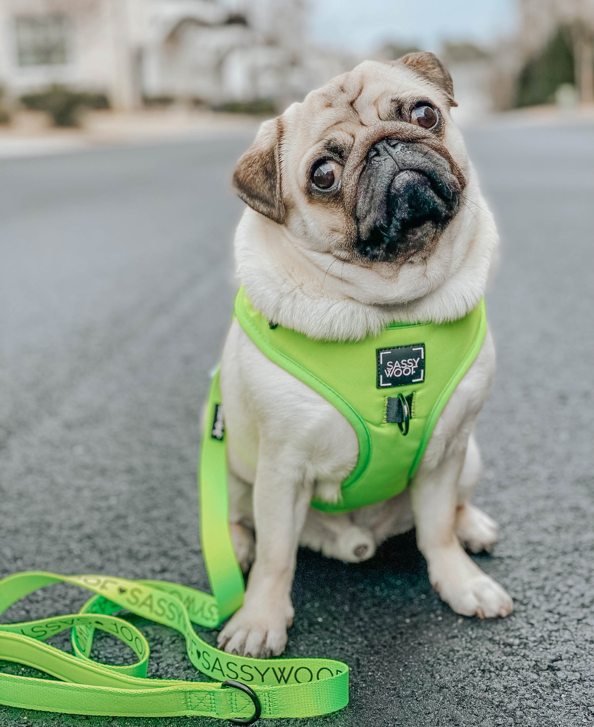 Dog Four Piece Bundle - Neon Green