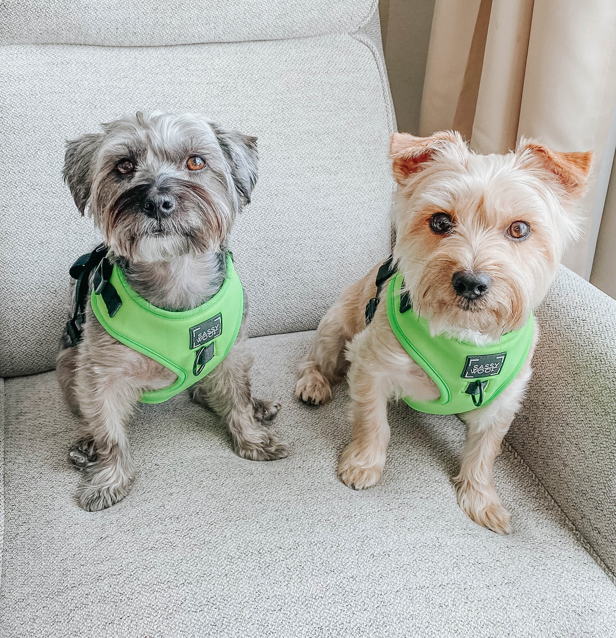 Dog Four Piece Bundle - Neon Green