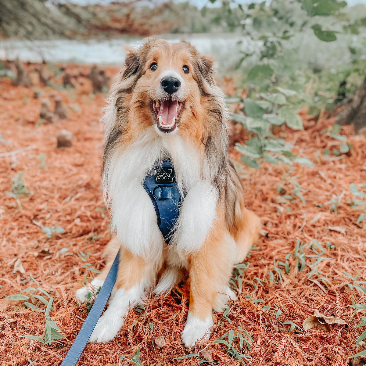 Dog Adjustable Harness - Twilight