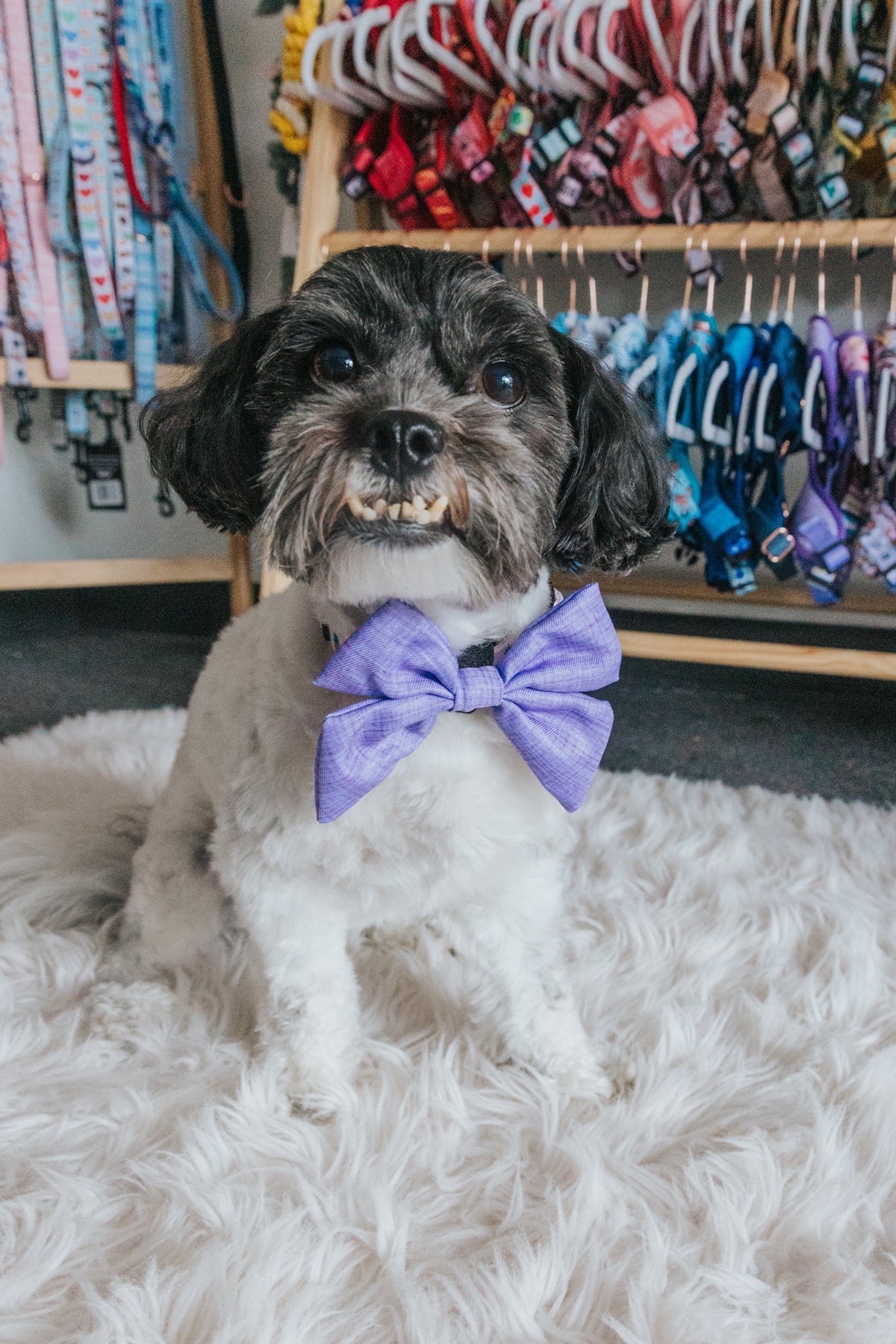 Dog Sailor Bow - Aurora