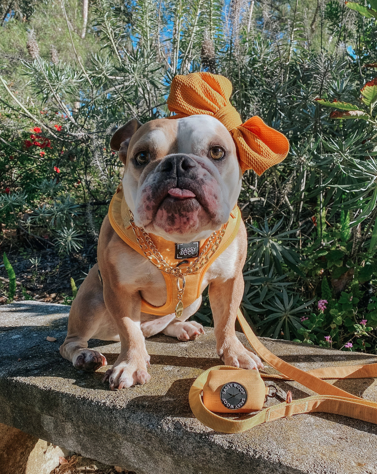 Dog Four Piece Bundle - Sunflower Fields