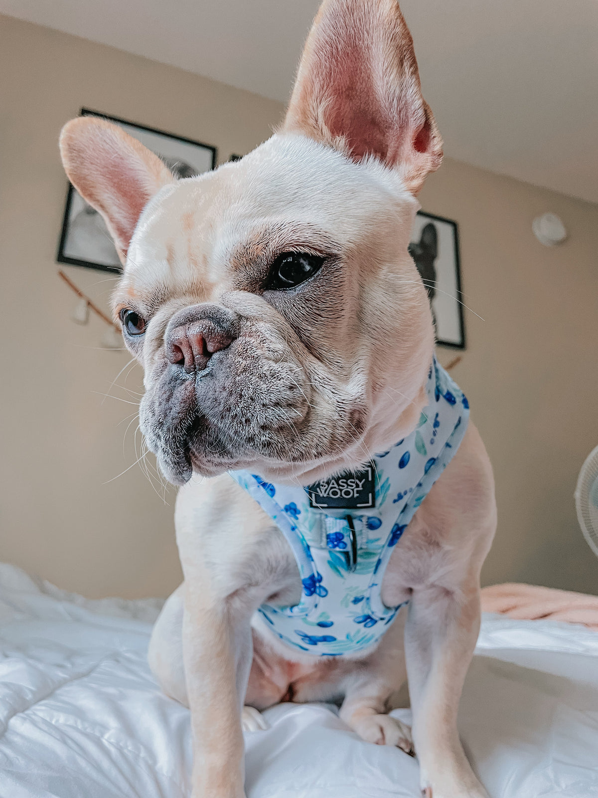 Dog Adjustable Harness - Berry Sassy
