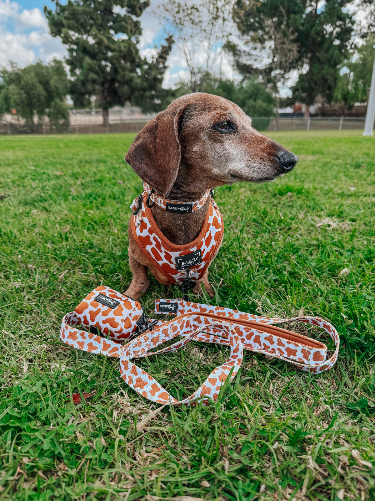 Dog Leash - Chocolate Milk