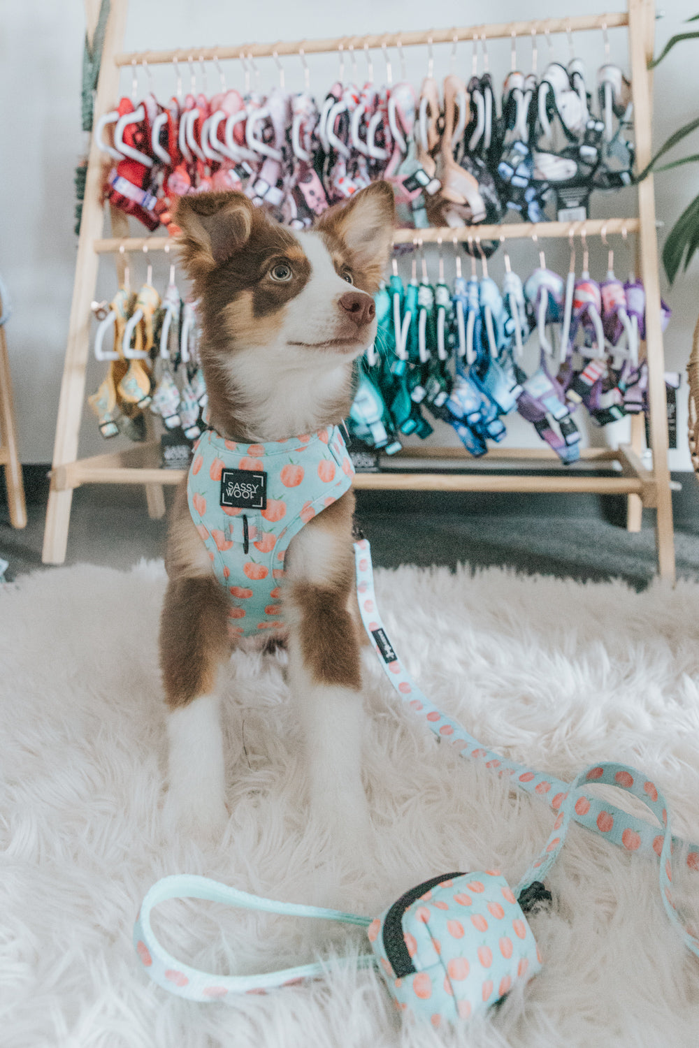 Dog Leash - Peach Please